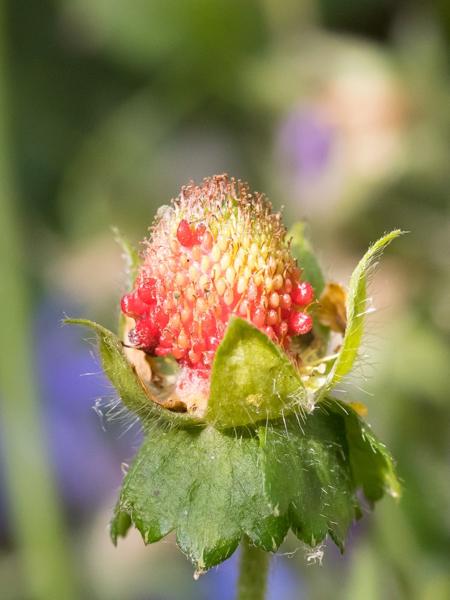 <h3>Potentilla indica / Yellow‑flowered strawberry / Schijnaardbei</h3>